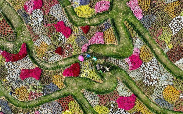 景盛配资 安徽蚌埠：鲜花“地毯”醉游人