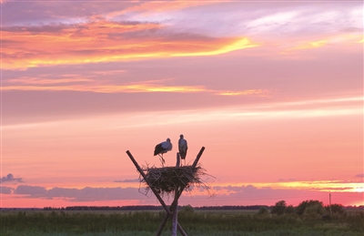 鼎合网配资 东方白鹳人工巢中羽翼丰
