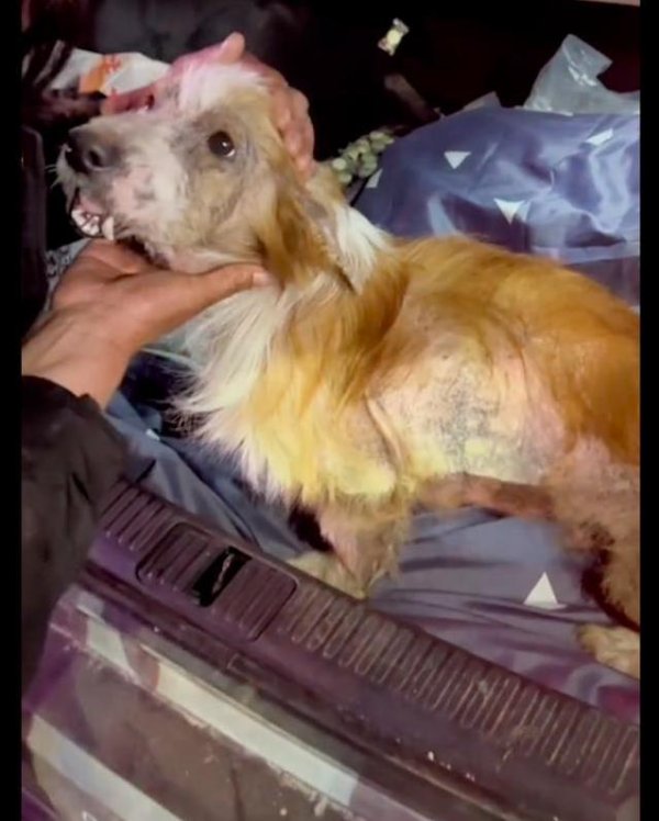 广盛网 柯基下巴断裂牙齿外露，内脏挤胸腔，术后半月跑起来