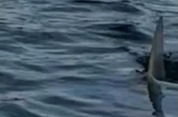 创界 太刺激了！美国小姐姐在海上划桨板，竟然偶遇大白鲨！